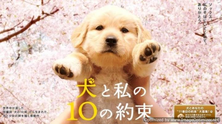 10 Promises To My Dog